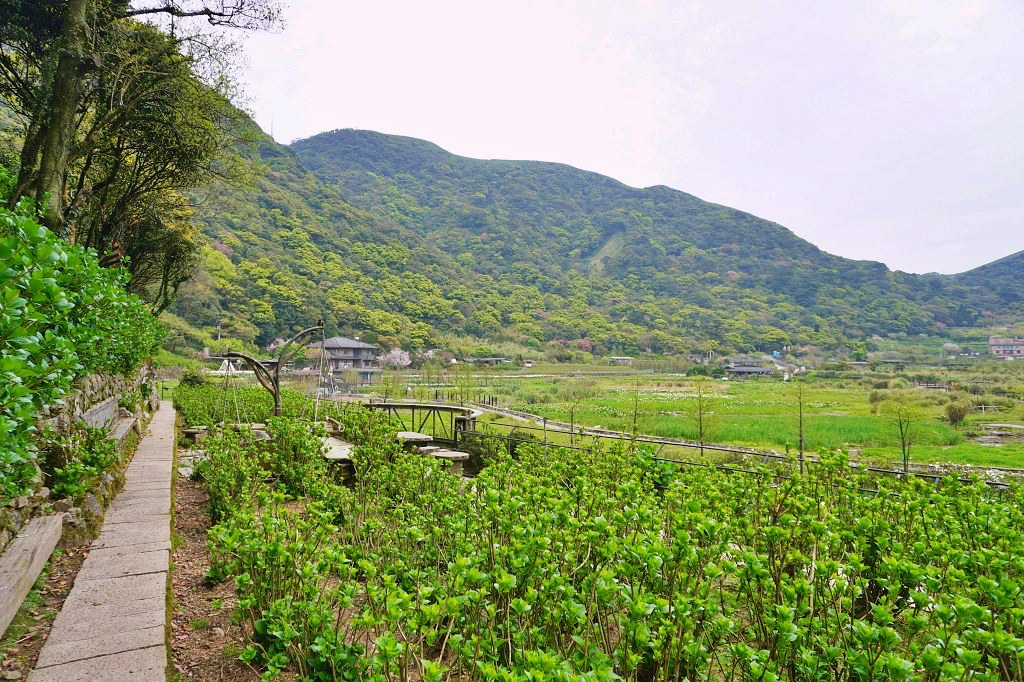 陽明山海芋田|名陽匍休閒農莊|海芋田仙氣十足,網美鞦韆小木屋好浪漫 陽明山海芋田|名陽匍休閒農莊|海芋田仙氣十足,網美鞦韆小木屋好浪漫