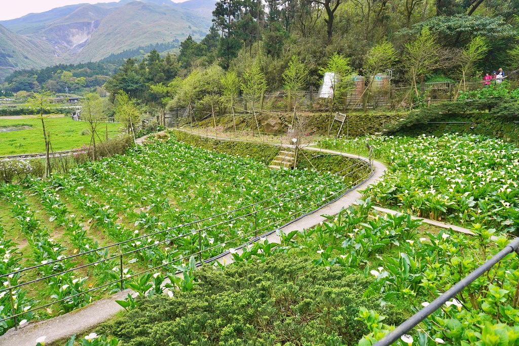 陽明山海芋田|名陽匍休閒農莊|海芋田仙氣十足,網美鞦韆小木屋好浪漫 陽明山海芋田|名陽匍休閒農莊|海芋田仙氣十足,網美鞦韆小木屋好浪漫