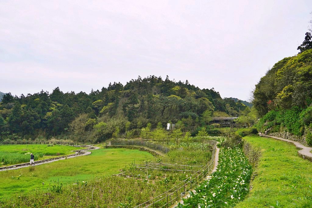 陽明山海芋田｜名陽匍休閒農莊｜海芋田仙氣十足，網美鞦韆小木屋好浪漫