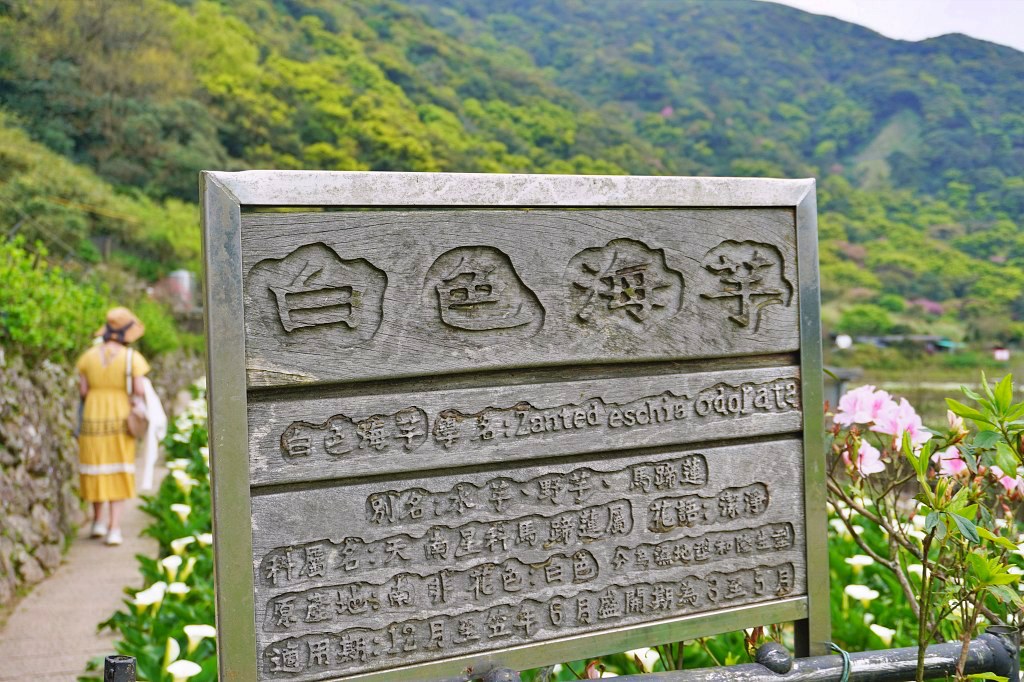 陽明山海芋田｜名陽匍休閒農莊｜海芋田仙氣十足，網美鞦韆小木屋好浪漫