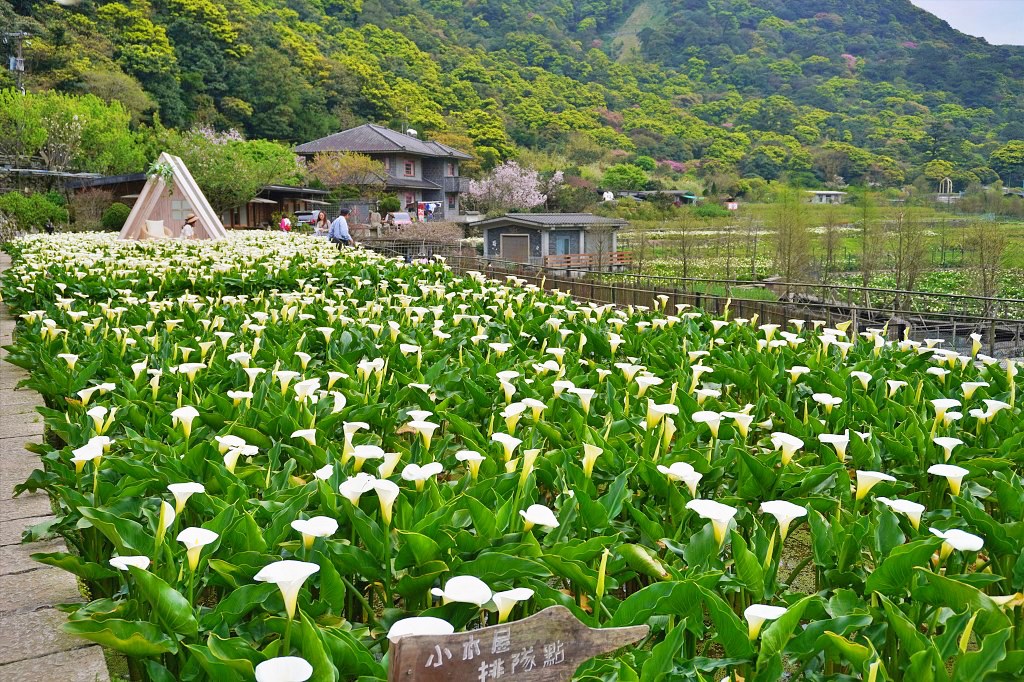 陽明山海芋田|名陽匍休閒農莊|海芋田仙氣十足,網美鞦韆小木屋好浪漫 陽明山海芋田|名陽匍休閒農莊|海芋田仙氣十足,網美鞦韆小木屋好浪漫