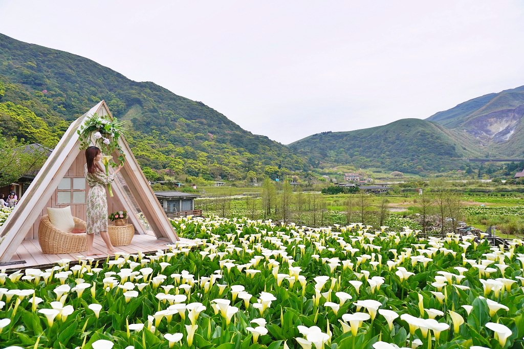 陽明山海芋田｜名陽匍休閒農莊｜海芋田仙氣十足，網美鞦韆小木屋好浪漫
