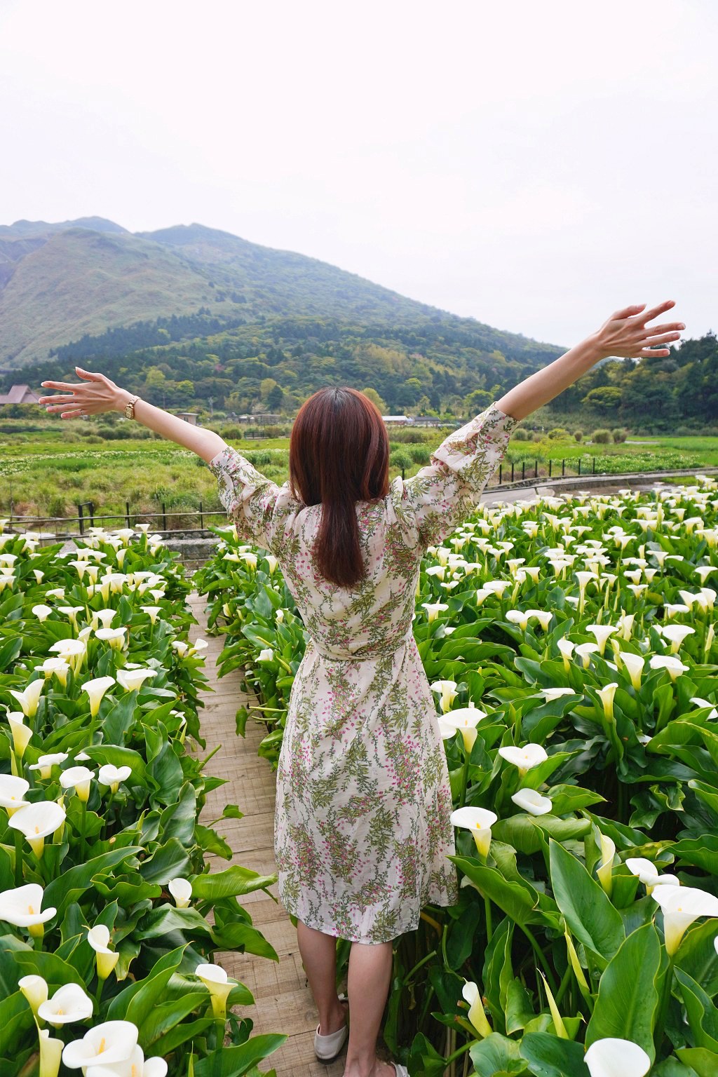 陽明山海芋田|名陽匍休閒農莊|海芋田仙氣十足,網美鞦韆小木屋好浪漫 陽明山海芋田|名陽匍休閒農莊|海芋田仙氣十足,網美鞦韆小木屋好浪漫