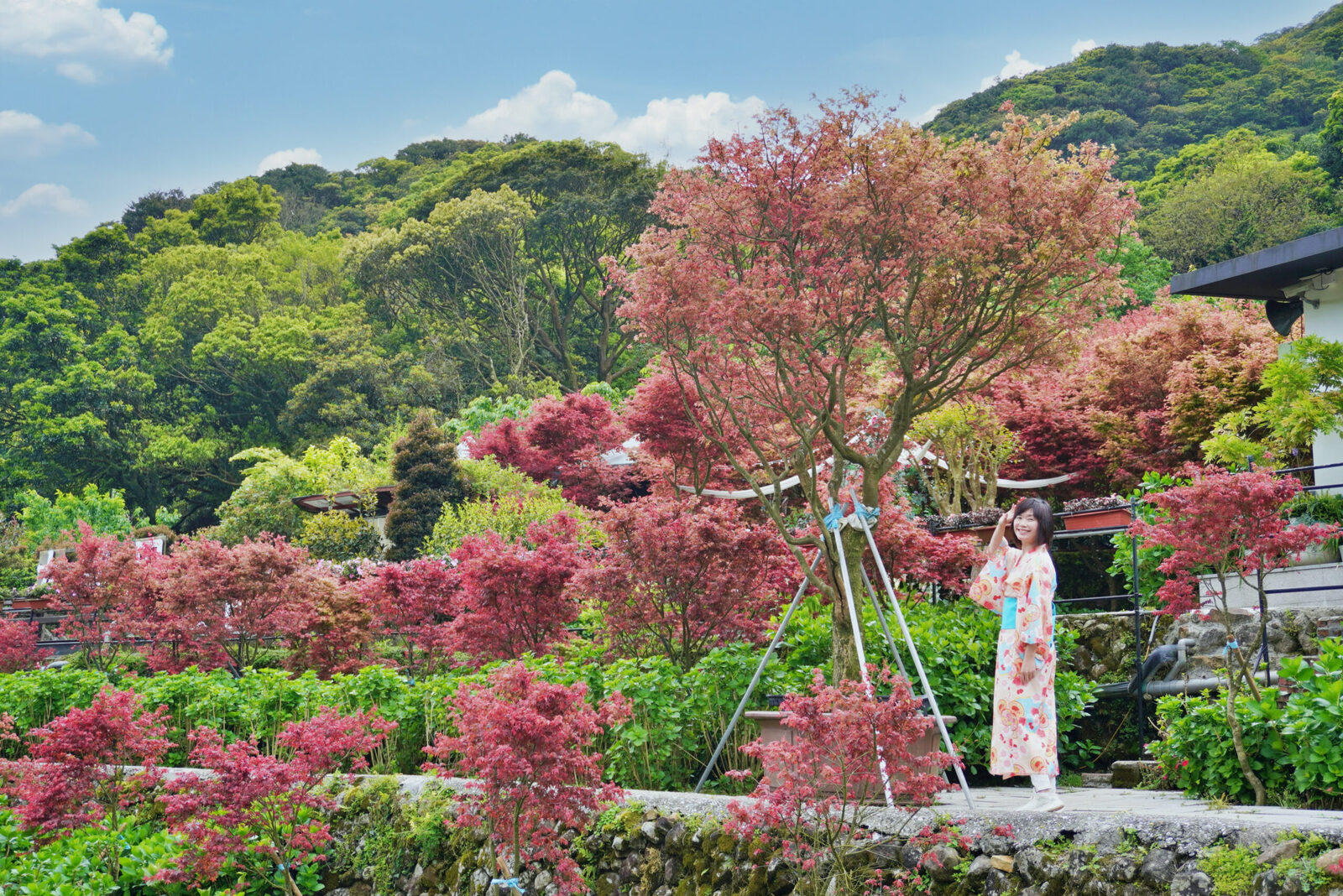 陽明山大梯田花卉生態農園｜多色楓樹漸層之美，一秒來到日本京都旅行 @Stancy Teacher 美味異想世界