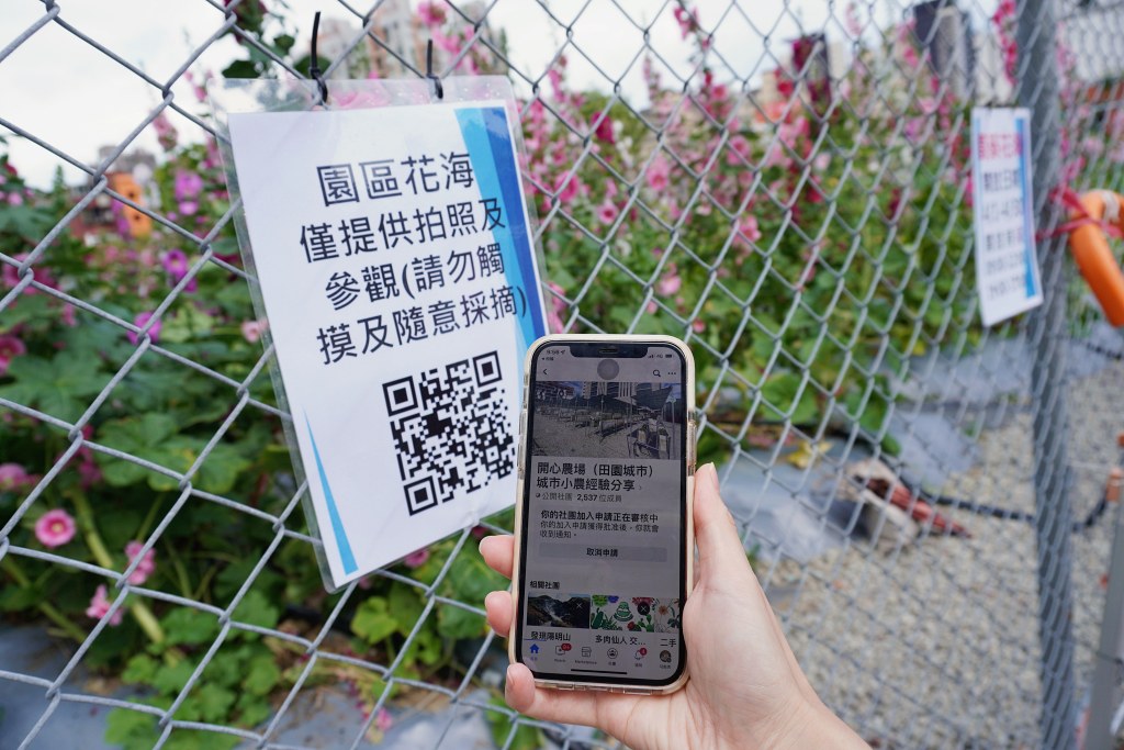 台北免費景點｜奇岩蜀葵花海 一秒掉進巨人的花園