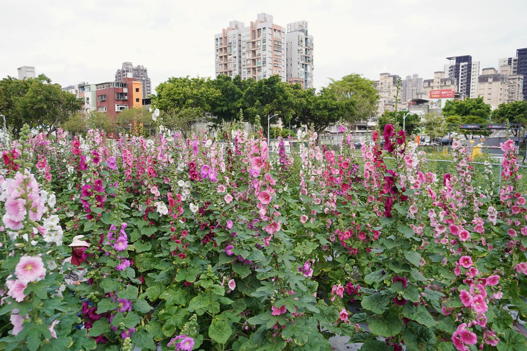 台北免費景點|奇岩蜀葵花海 一秒掉進巨人的花園 台北免費景點|奇岩蜀葵花海 一秒掉進巨人的花園