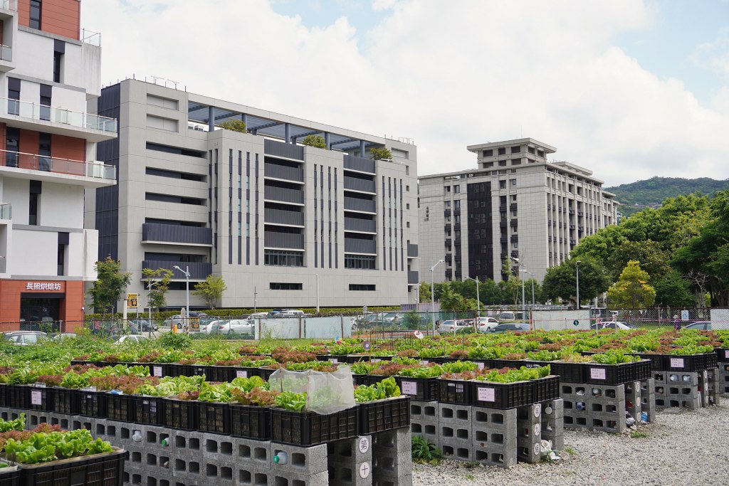 台北免費景點｜奇岩蜀葵花海 一秒掉進巨人的花園
