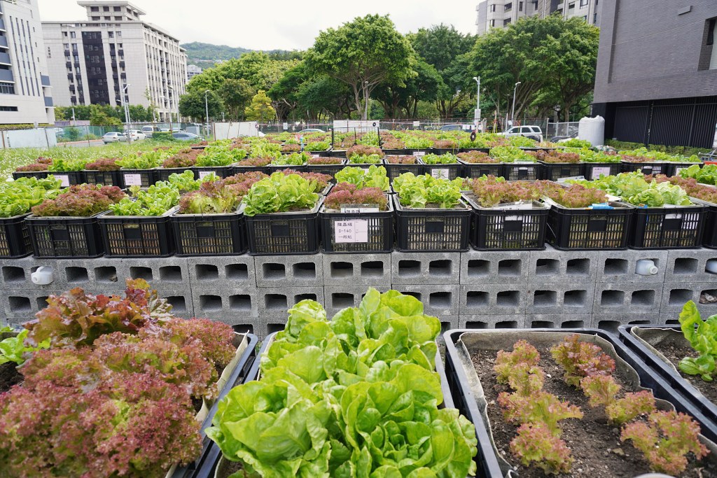 台北免費景點|奇岩蜀葵花海 一秒掉進巨人的花園 台北免費景點|奇岩蜀葵花海 一秒掉進巨人的花園