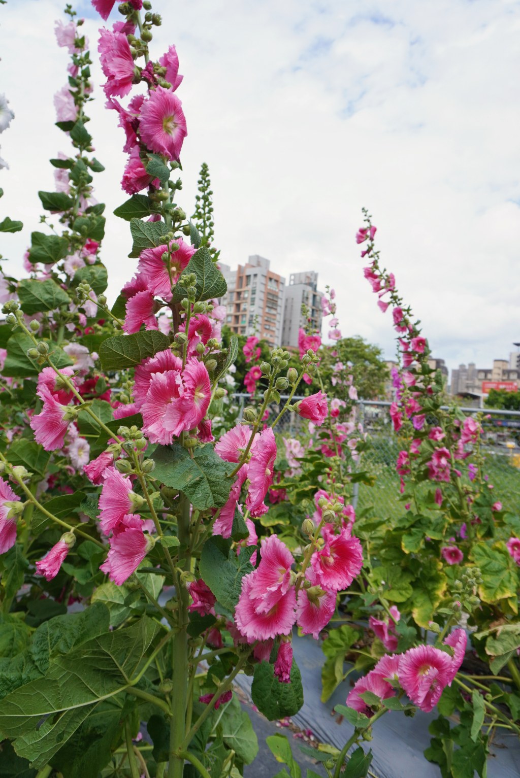 台北免費景點｜奇岩蜀葵花海 一秒掉進巨人的花園