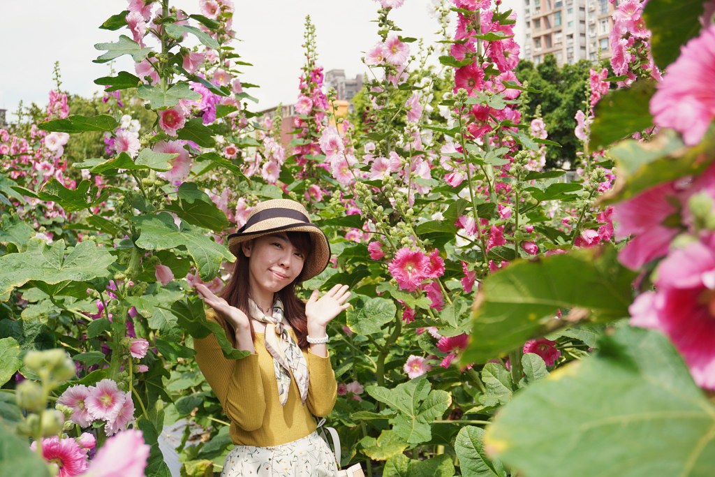 台北免費景點｜奇岩蜀葵花海 一秒掉進巨人的花園