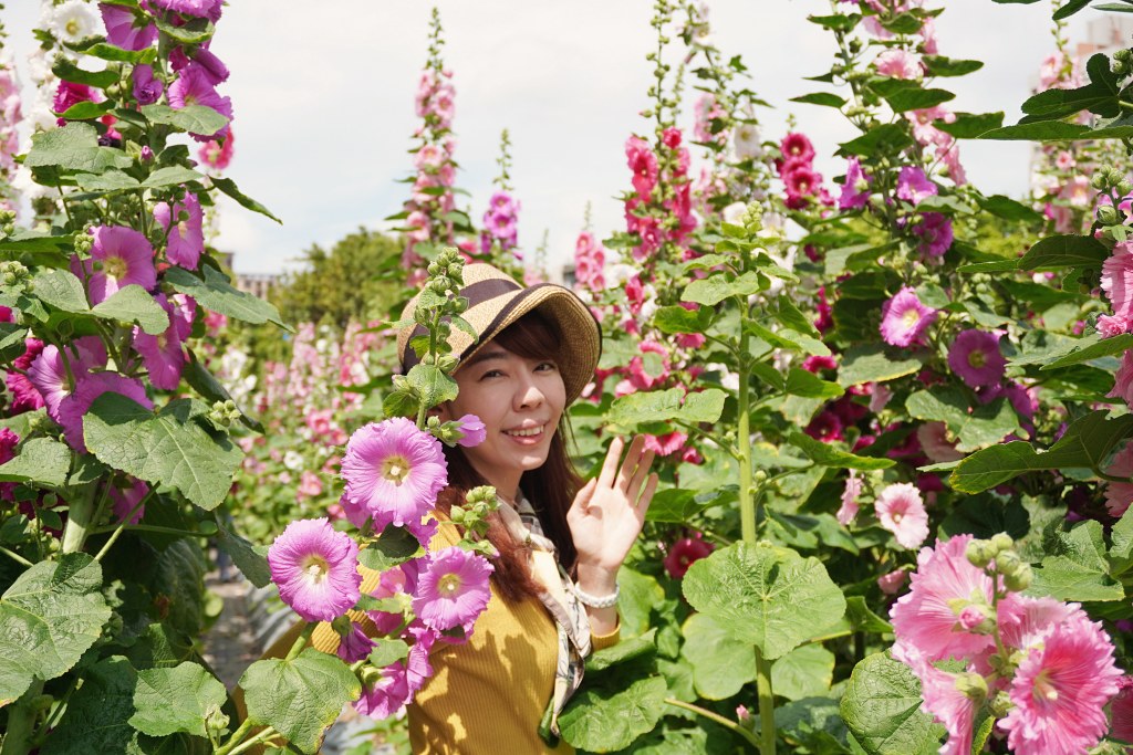 台北免費景點｜奇岩蜀葵花海 一秒掉進巨人的花園 @Stancy Teacher 美味異想世界