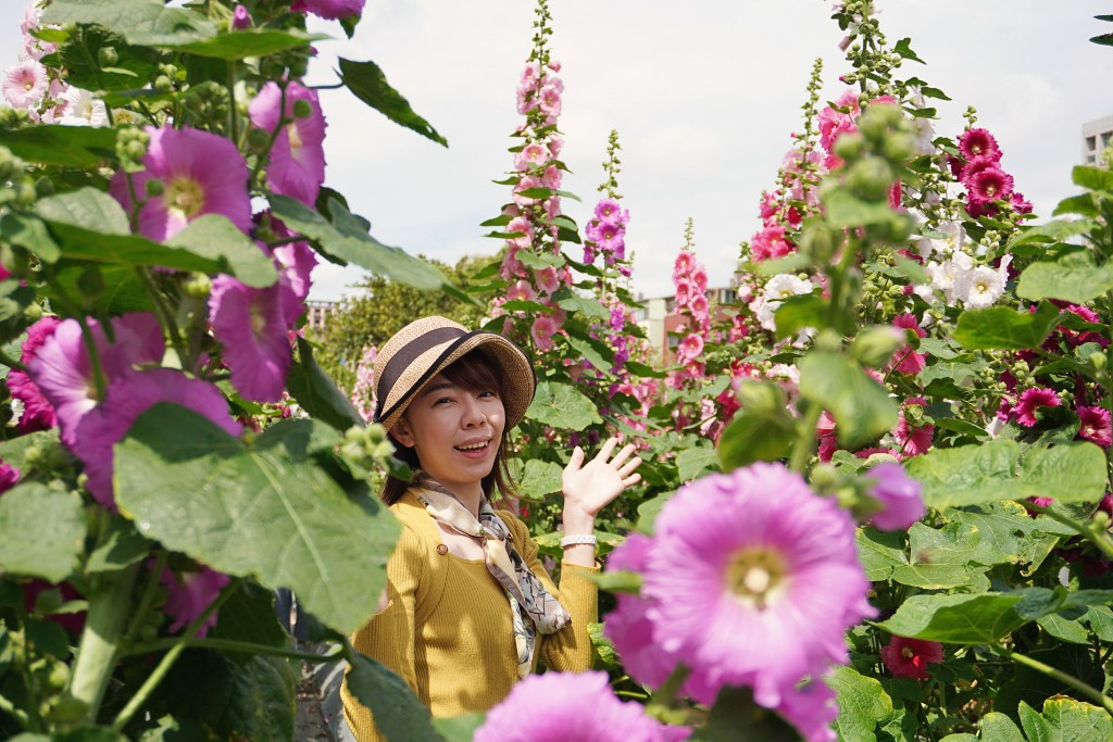 台北免費景點｜奇岩蜀葵花海 一秒掉進巨人的花園