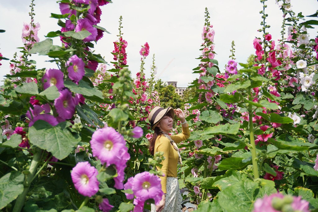 台北免費景點｜奇岩蜀葵花海 一秒掉進巨人的花園