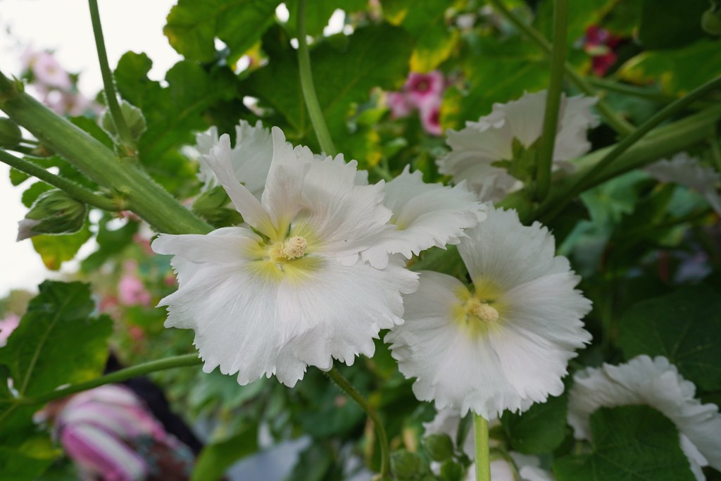 台北免費景點｜奇岩蜀葵花海 一秒掉進巨人的花園