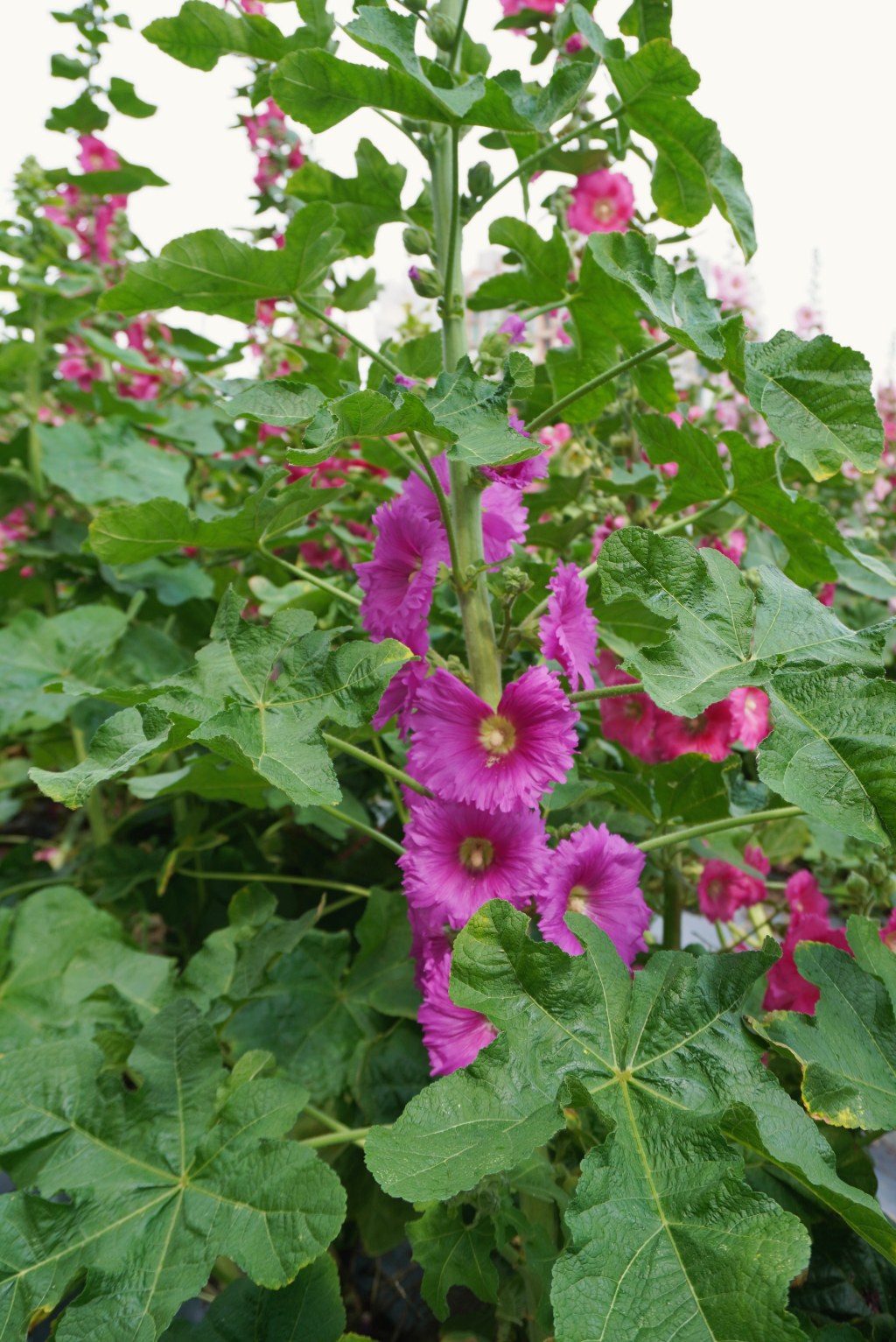 台北免費景點｜奇岩蜀葵花海 一秒掉進巨人的花園