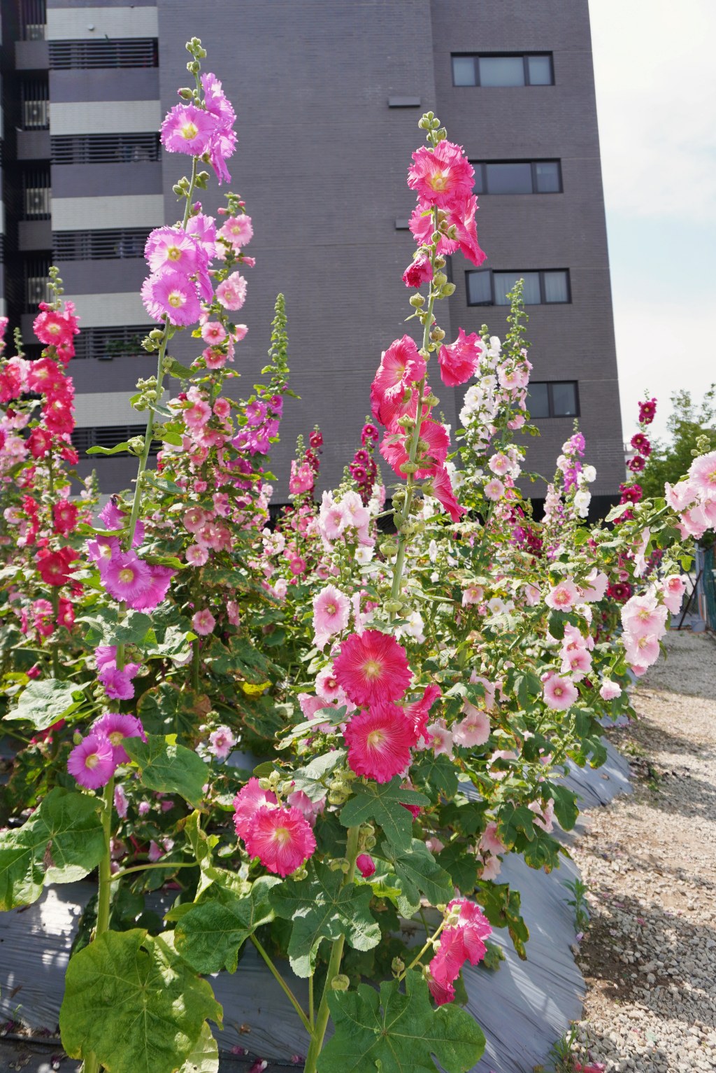 台北免費景點｜奇岩蜀葵花海 一秒掉進巨人的花園