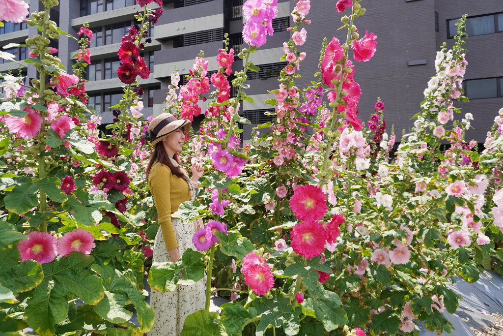 台北免費景點｜奇岩蜀葵花海 一秒掉進巨人的花園