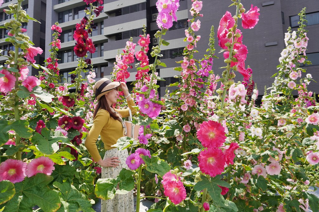 台北免費景點｜奇岩蜀葵花海 一秒掉進巨人的花園