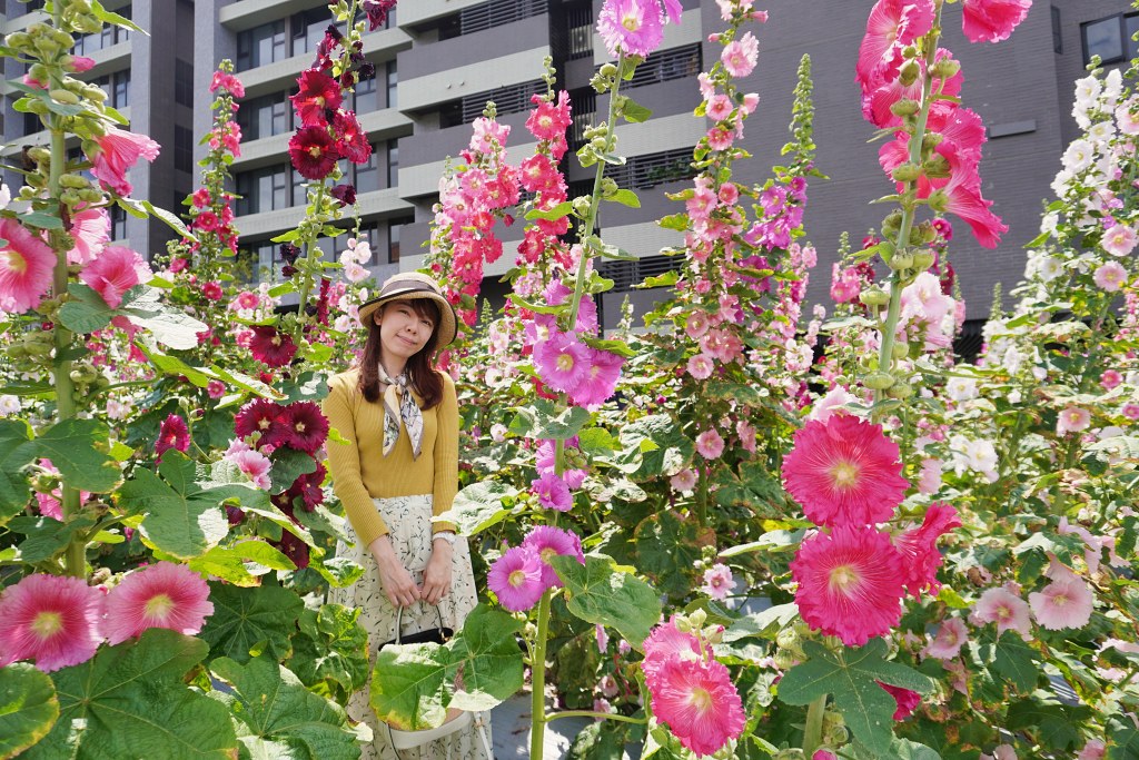 台北免費景點｜奇岩蜀葵花海 一秒掉進巨人的花園