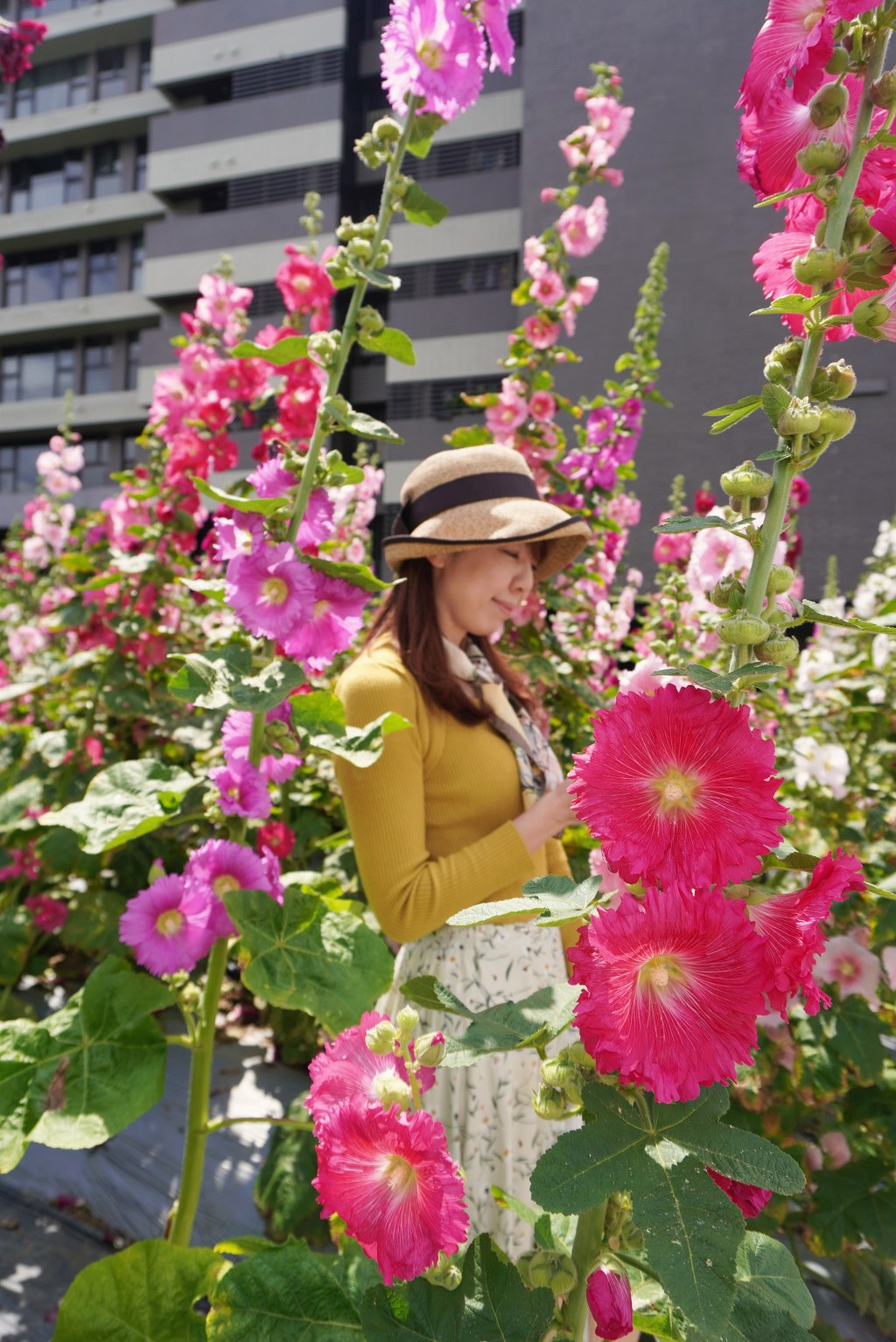 台北免費景點｜奇岩蜀葵花海 一秒掉進巨人的花園