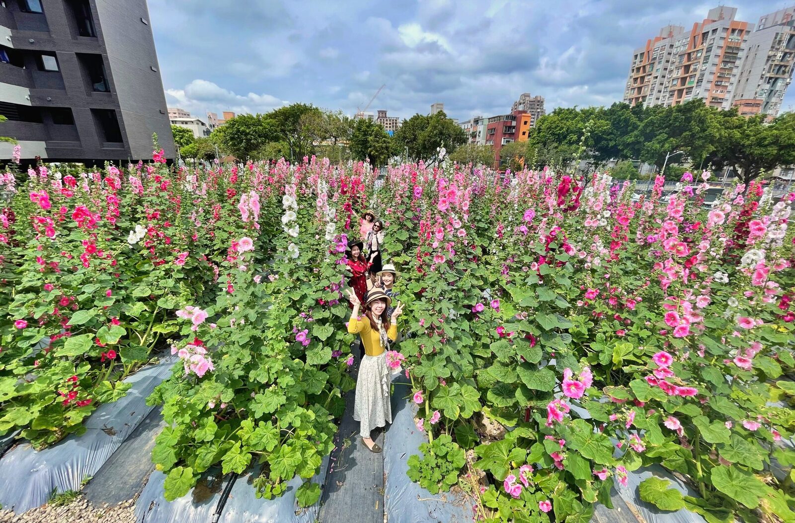 台北免費景點｜奇岩蜀葵花海 一秒掉進巨人的花園