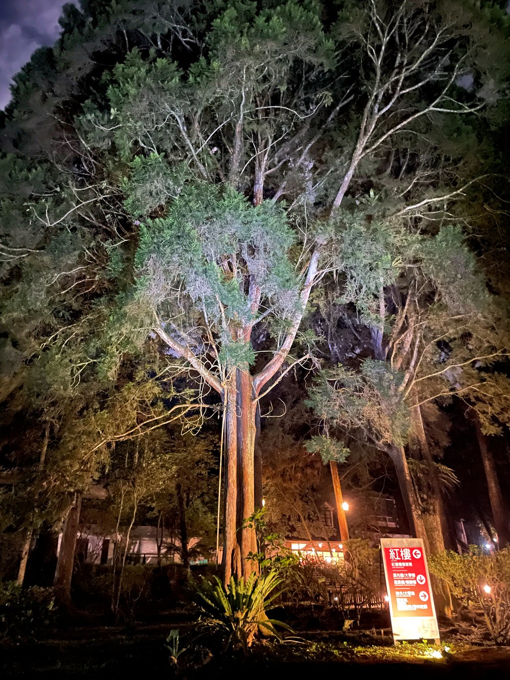 溪頭-福華渡假飯店，紅樓四人房入住心得，小螢火大玩樂 一泊二食、森林DIY活動真有趣