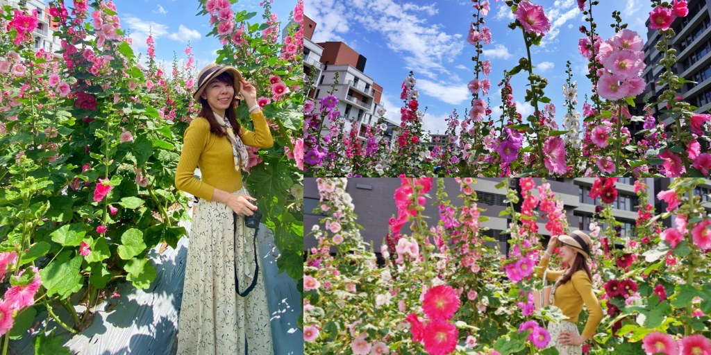 台北免費景點｜奇岩蜀葵花海 一秒掉進巨人的花園