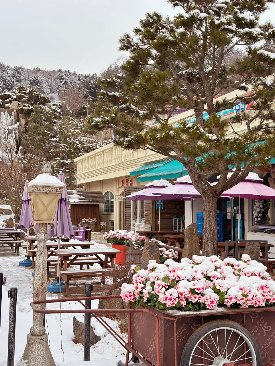 香草島樂園 首爾一日遊景點推薦，韓國最大香草植物園白雪皚皚超級浪漫（交通、票價）