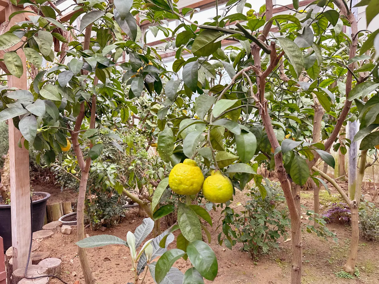 香草島樂園 首爾一日遊景點推薦，韓國最大香草植物園白雪皚皚超級浪漫（交通、票價）