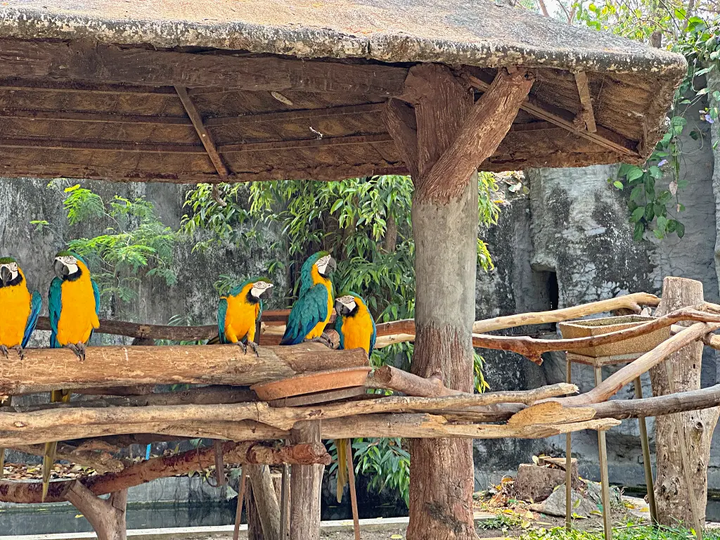 清邁景點「清邁夜間動物園」Chiang Mai Night Safari，下午入園就可以玩到晚上最佳行程攻略看這篇