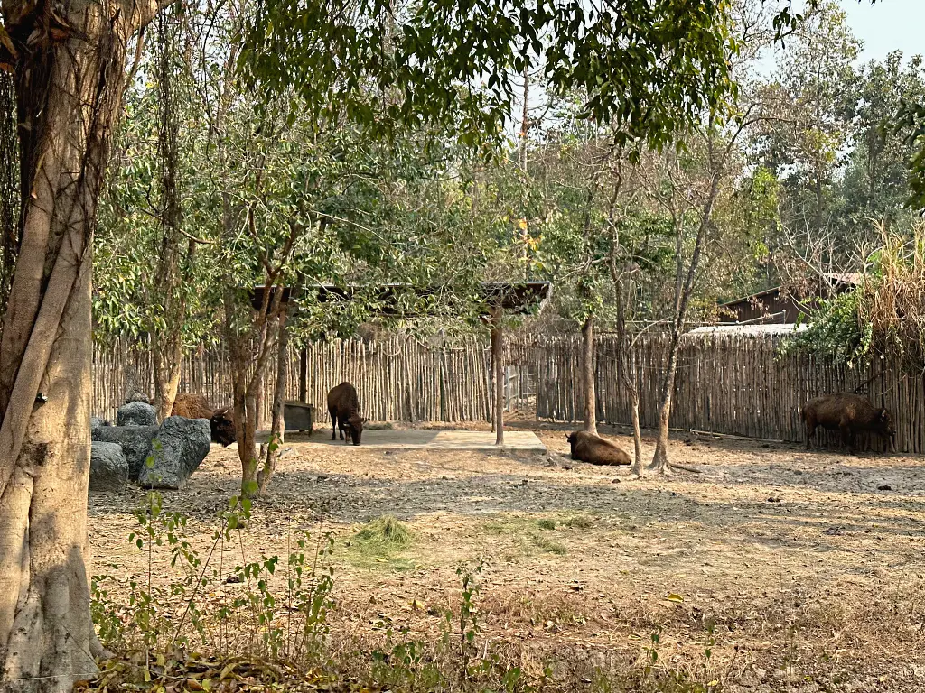 清邁景點「清邁夜間動物園」Chiang Mai Night Safari，下午入園就可以玩到晚上最佳行程攻略看這篇