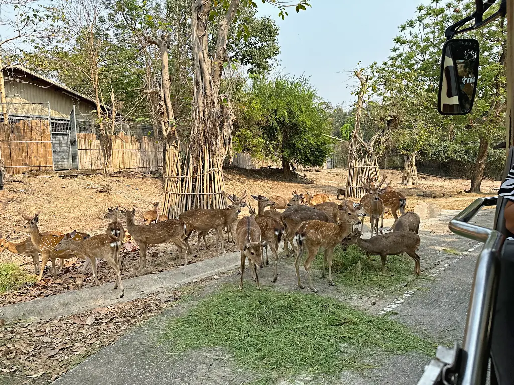 清邁景點「清邁夜間動物園」Chiang Mai Night Safari，下午入園就可以玩到晚上最佳行程攻略看這篇