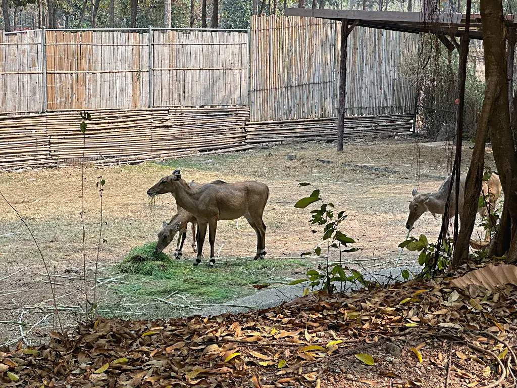 清邁景點「清邁夜間動物園」Chiang Mai Night Safari，下午入園就可以玩到晚上最佳行程攻略看這篇
