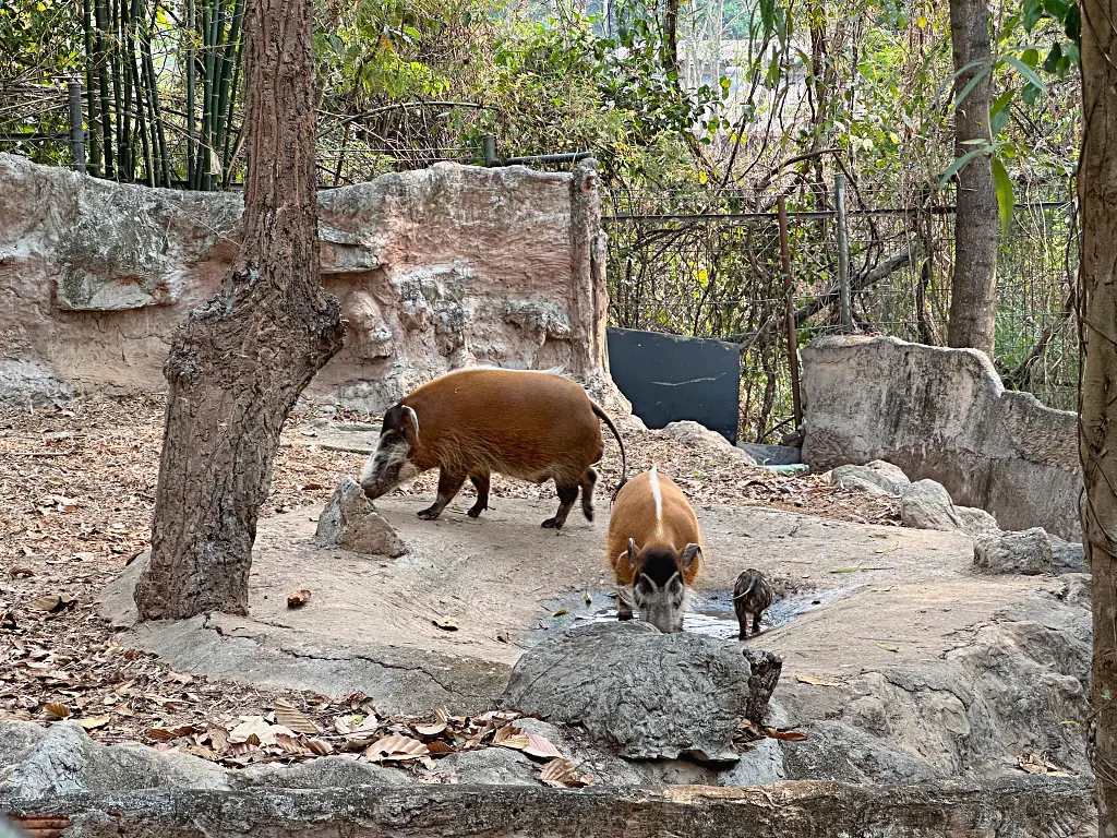 清邁景點「清邁夜間動物園」Chiang Mai Night Safari，下午入園就可以玩到晚上最佳行程攻略看這篇