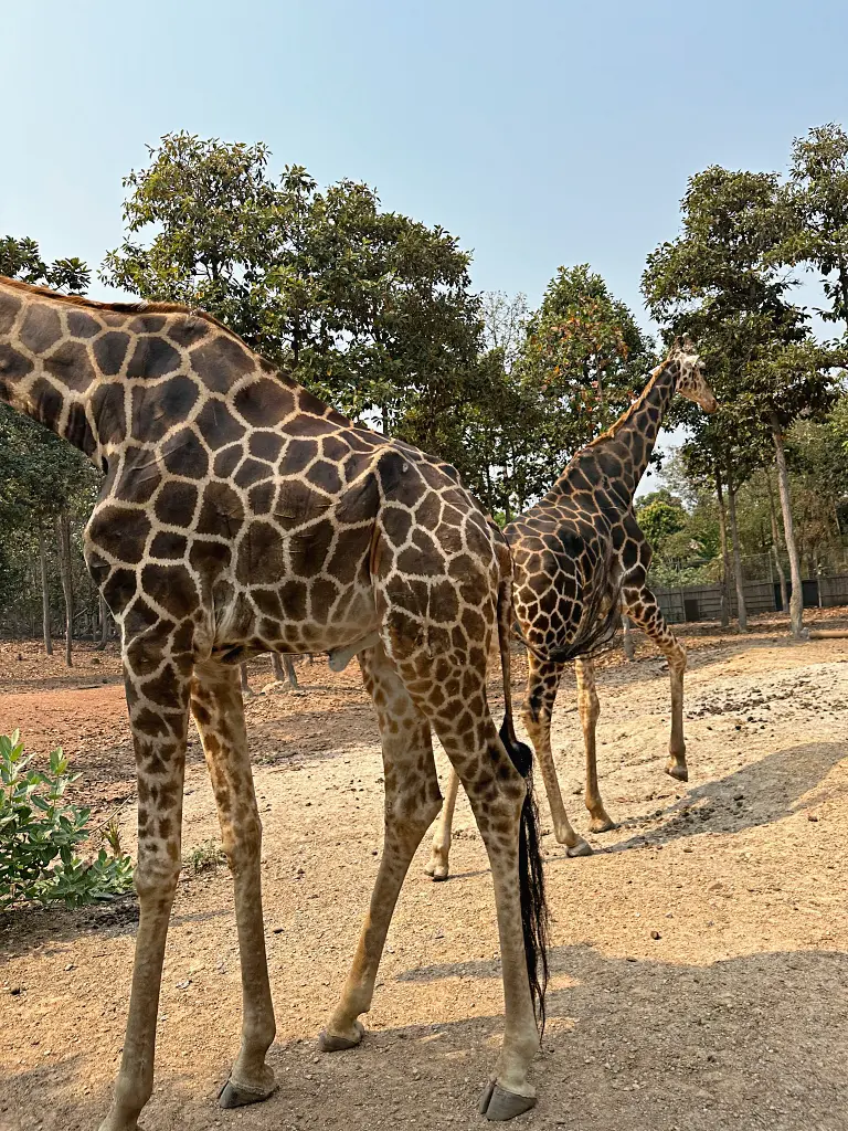 清邁景點「清邁夜間動物園」Chiang Mai Night Safari,下午入園就可以玩到晚上最佳行程攻略看這篇 清邁景點「清邁夜間動物園」Chiang Mai Night Safari,下午入園就可以玩到晚上最佳行程攻略看這篇
