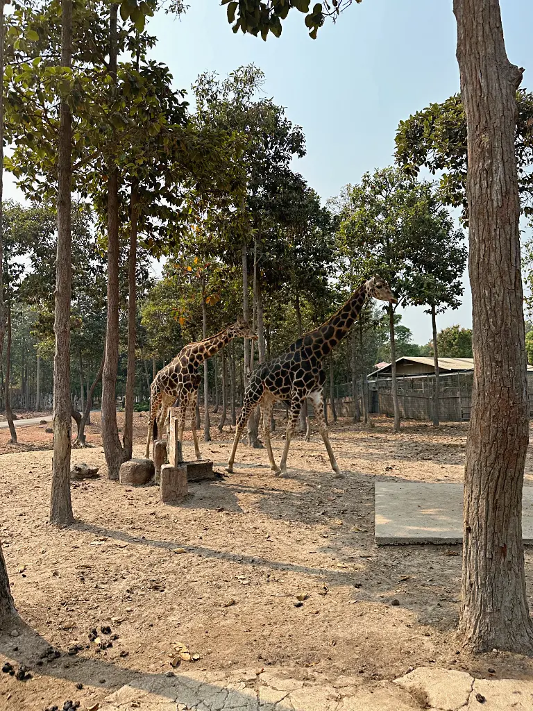 清邁景點「清邁夜間動物園」Chiang Mai Night Safari，下午入園就可以玩到晚上最佳行程攻略看這篇