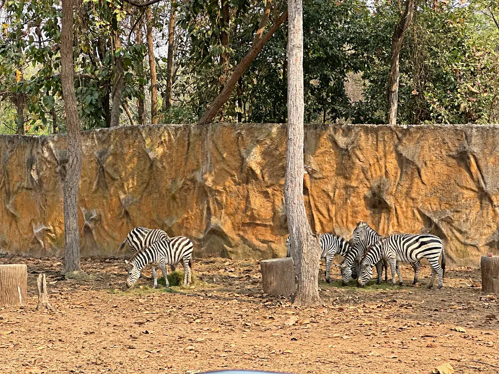 清邁景點「清邁夜間動物園」Chiang Mai Night Safari，下午入園就可以玩到晚上最佳行程攻略看這篇