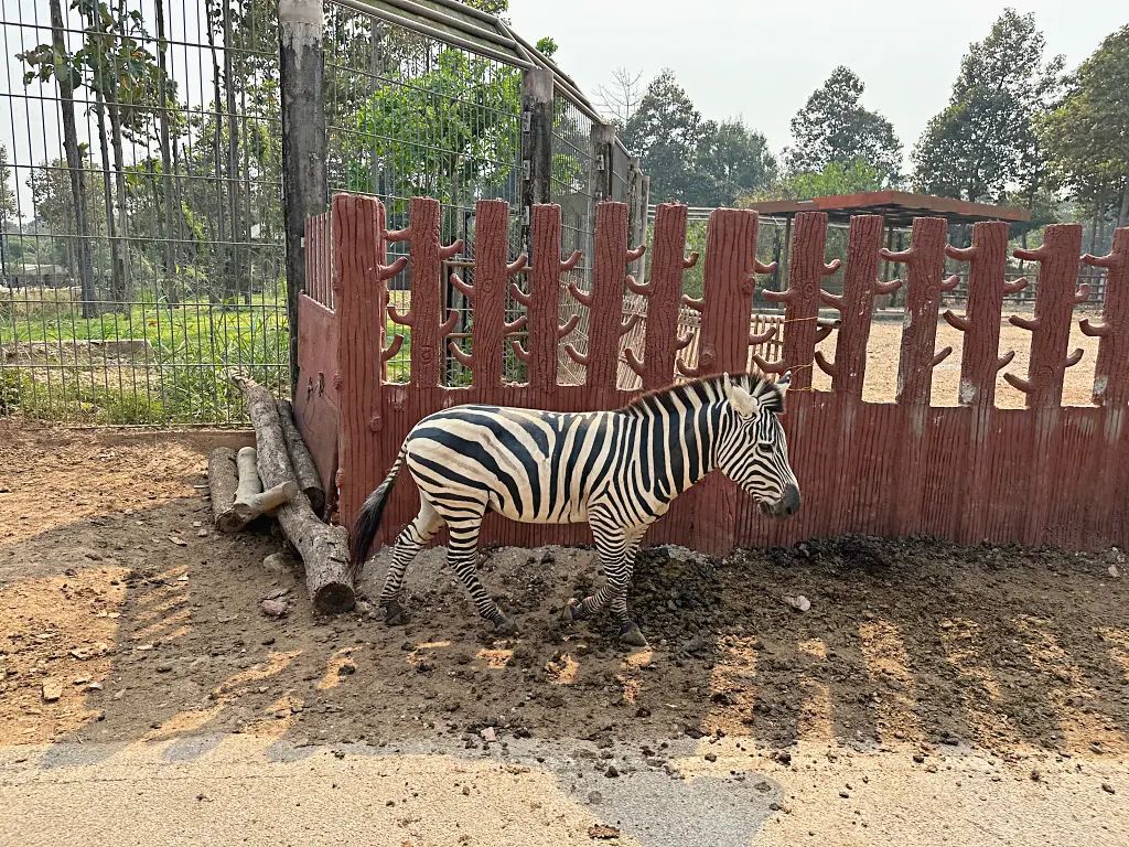 清邁景點「清邁夜間動物園」Chiang Mai Night Safari，下午入園就可以玩到晚上最佳行程攻略看這篇