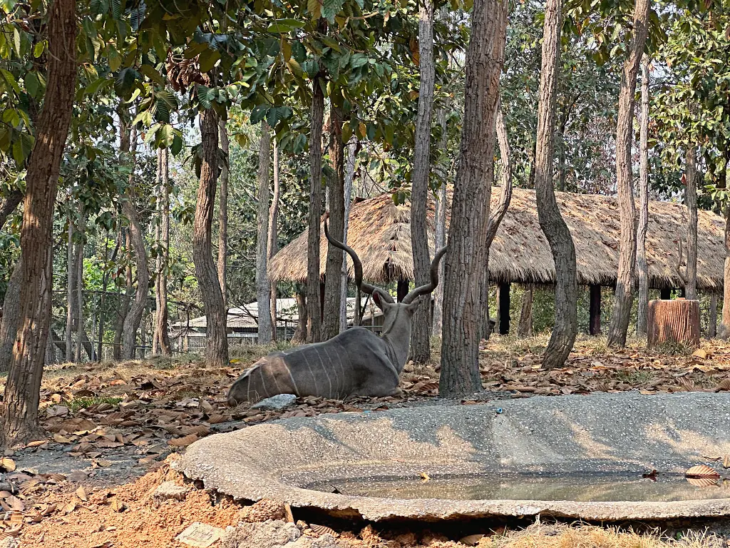 清邁景點「清邁夜間動物園」Chiang Mai Night Safari，下午入園就可以玩到晚上最佳行程攻略看這篇