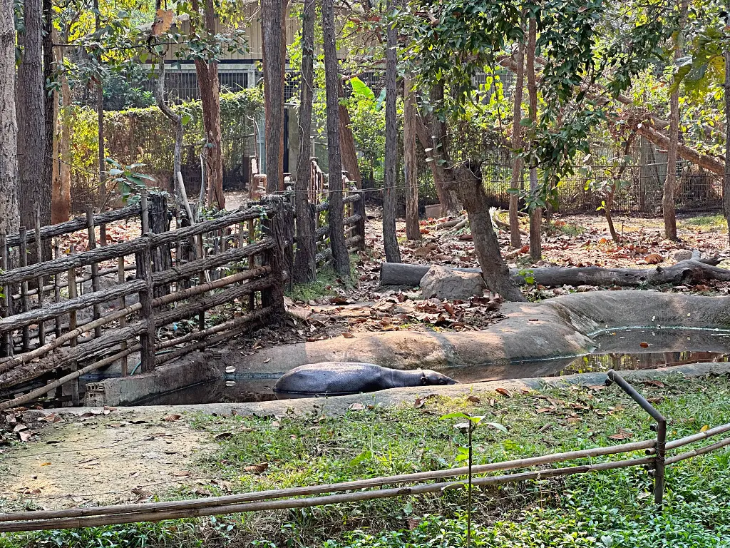 清邁景點「清邁夜間動物園」Chiang Mai Night Safari，下午入園就可以玩到晚上最佳行程攻略看這篇
