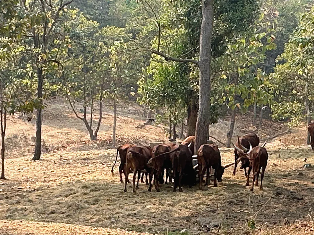 清邁景點「清邁夜間動物園」Chiang Mai Night Safari，下午入園就可以玩到晚上最佳行程攻略看這篇