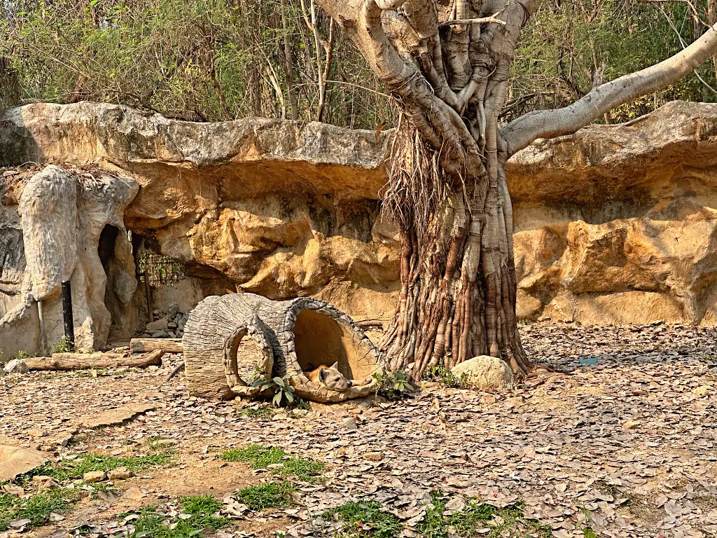 清邁景點「清邁夜間動物園」Chiang Mai Night Safari，下午入園就可以玩到晚上最佳行程攻略看這篇