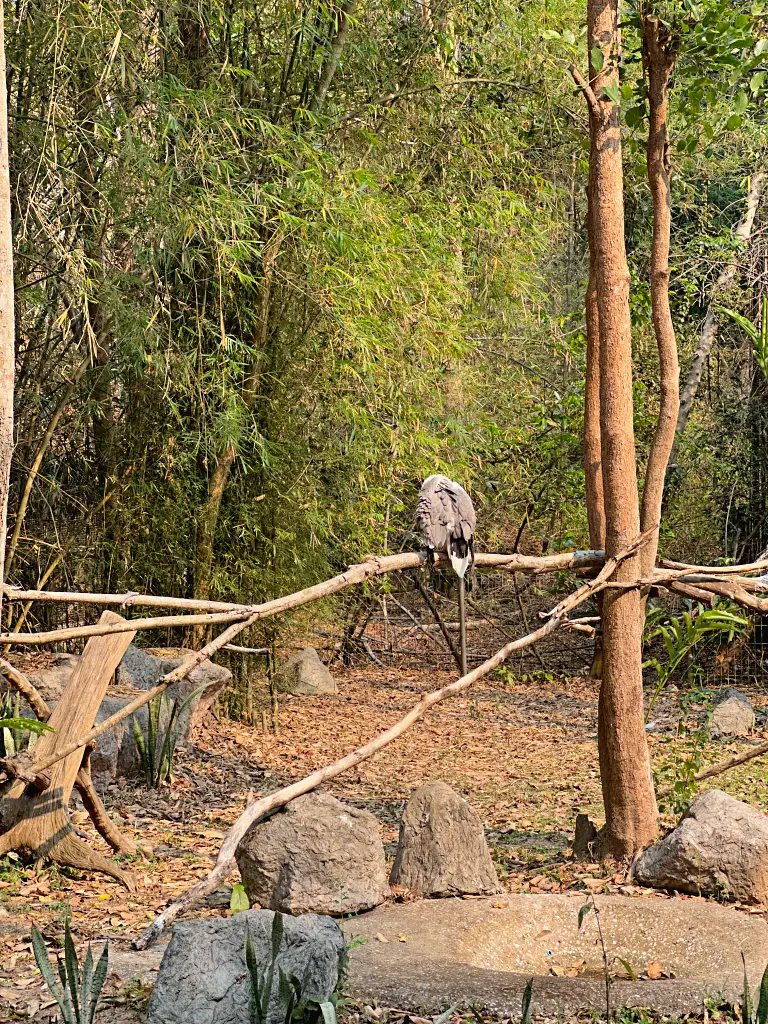 清邁景點「清邁夜間動物園」Chiang Mai Night Safari,下午入園就可以玩到晚上最佳行程攻略看這篇 清邁景點「清邁夜間動物園」Chiang Mai Night Safari,下午入園就可以玩到晚上最佳行程攻略看這篇
