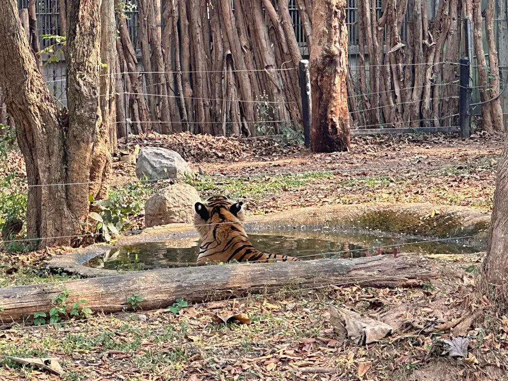 清邁景點「清邁夜間動物園」Chiang Mai Night Safari,下午入園就可以玩到晚上最佳行程攻略看這篇 清邁景點「清邁夜間動物園」Chiang Mai Night Safari,下午入園就可以玩到晚上最佳行程攻略看這篇