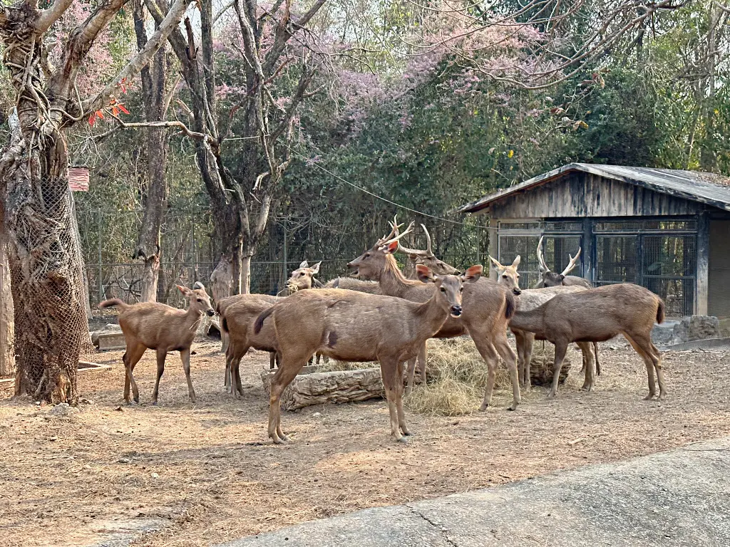 清邁景點「清邁夜間動物園」Chiang Mai Night Safari，下午入園就可以玩到晚上最佳行程攻略看這篇