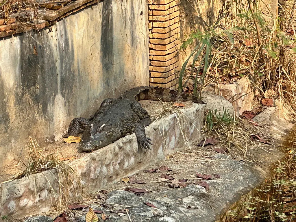清邁景點「清邁夜間動物園」Chiang Mai Night Safari,下午入園就可以玩到晚上最佳行程攻略看這篇 清邁景點「清邁夜間動物園」Chiang Mai Night Safari,下午入園就可以玩到晚上最佳行程攻略看這篇