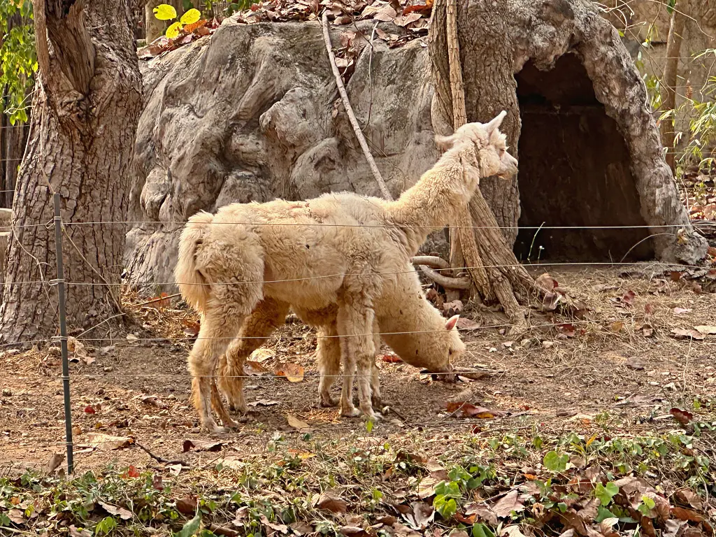 清邁景點「清邁夜間動物園」Chiang Mai Night Safari，下午入園就可以玩到晚上最佳行程攻略看這篇