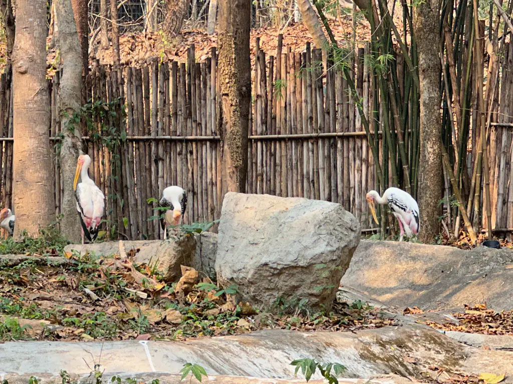 清邁景點「清邁夜間動物園」Chiang Mai Night Safari，下午入園就可以玩到晚上最佳行程攻略看這篇