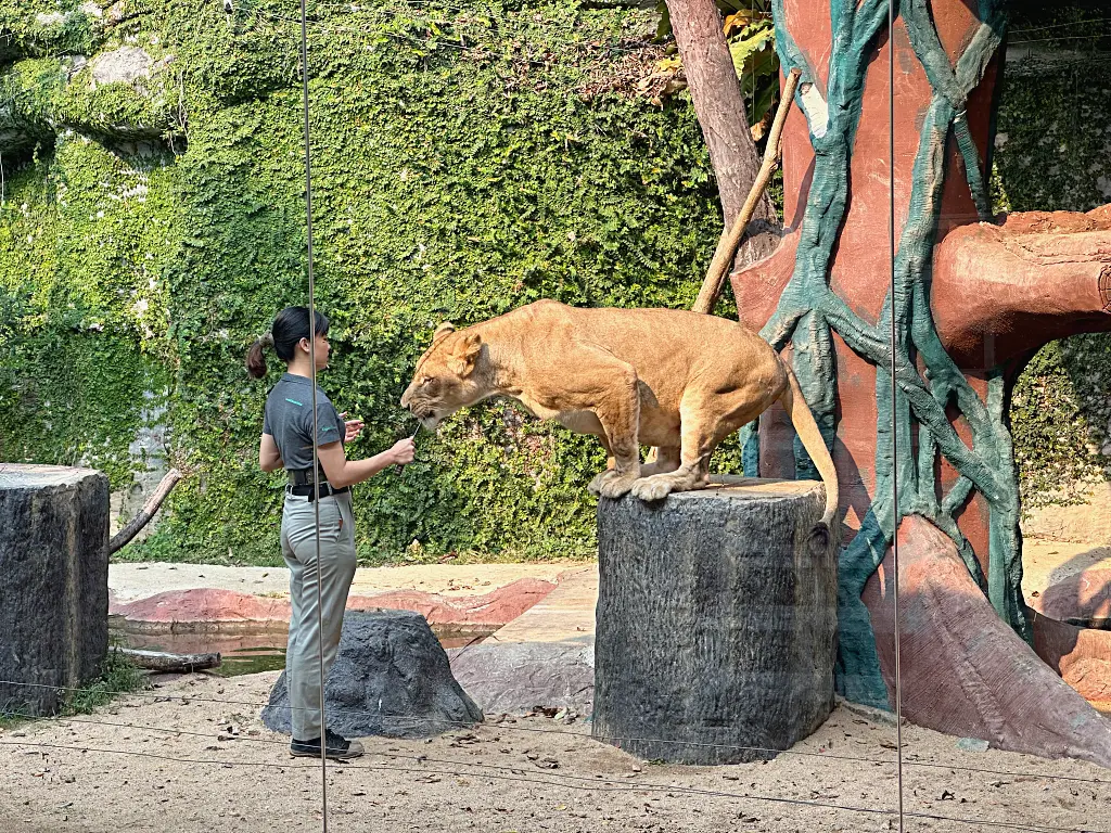 清邁景點「清邁夜間動物園」Chiang Mai Night Safari，下午入園就可以玩到晚上最佳行程攻略看這篇