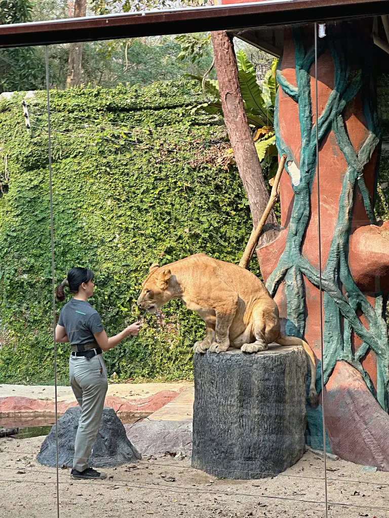 清邁景點「清邁夜間動物園」Chiang Mai Night Safari,下午入園就可以玩到晚上最佳行程攻略看這篇 清邁景點「清邁夜間動物園」Chiang Mai Night Safari,下午入園就可以玩到晚上最佳行程攻略看這篇